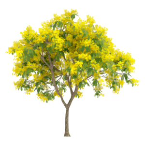 Alnus glutinosa